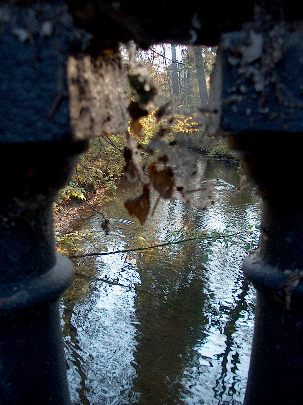 Nyphenburger Park 046 